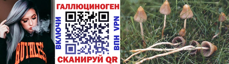 Купить где  Верея  Галлюциногенные грибы прущие грибы 